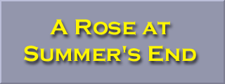 A Rose at Summer's End